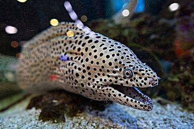 《真女神转生5》恶魔：所罗门72柱之一贝利亚